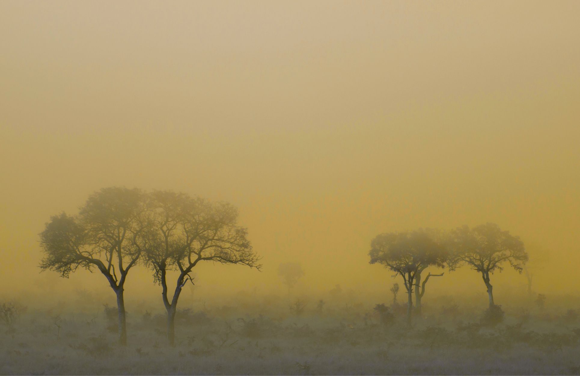 When black swans turn into gray rhinos: part 3