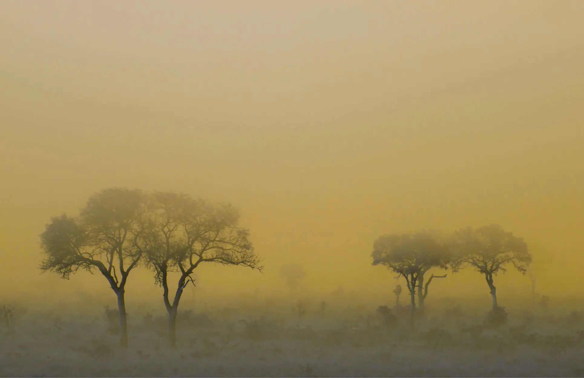 Eerie Mist Savannah Gold 1930 X 1250