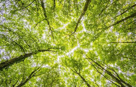 Talking Sustainability with Emily Forsyth-Davies