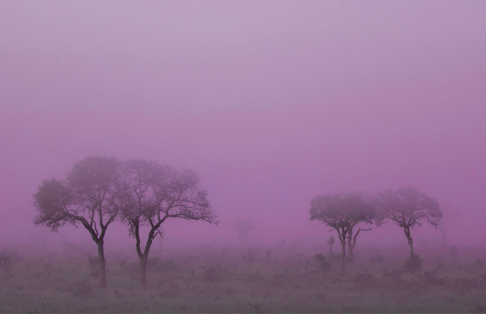 When black swans turn into gray rhinos: part 2