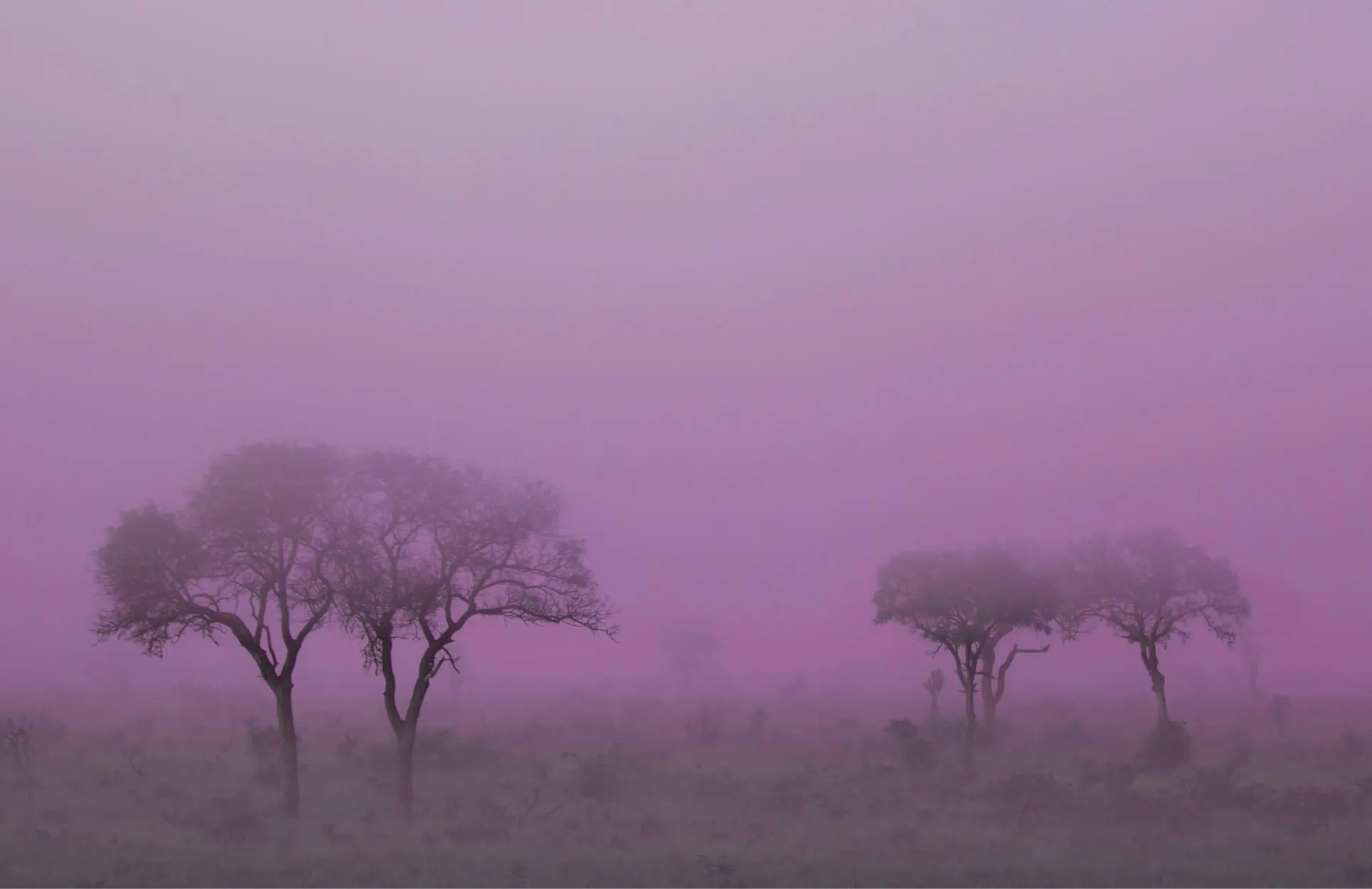 Eerie Mist Savannah Purple 1930 X 1250