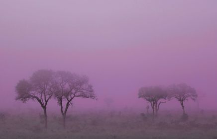 When black swans turn into gray rhinos: part 2