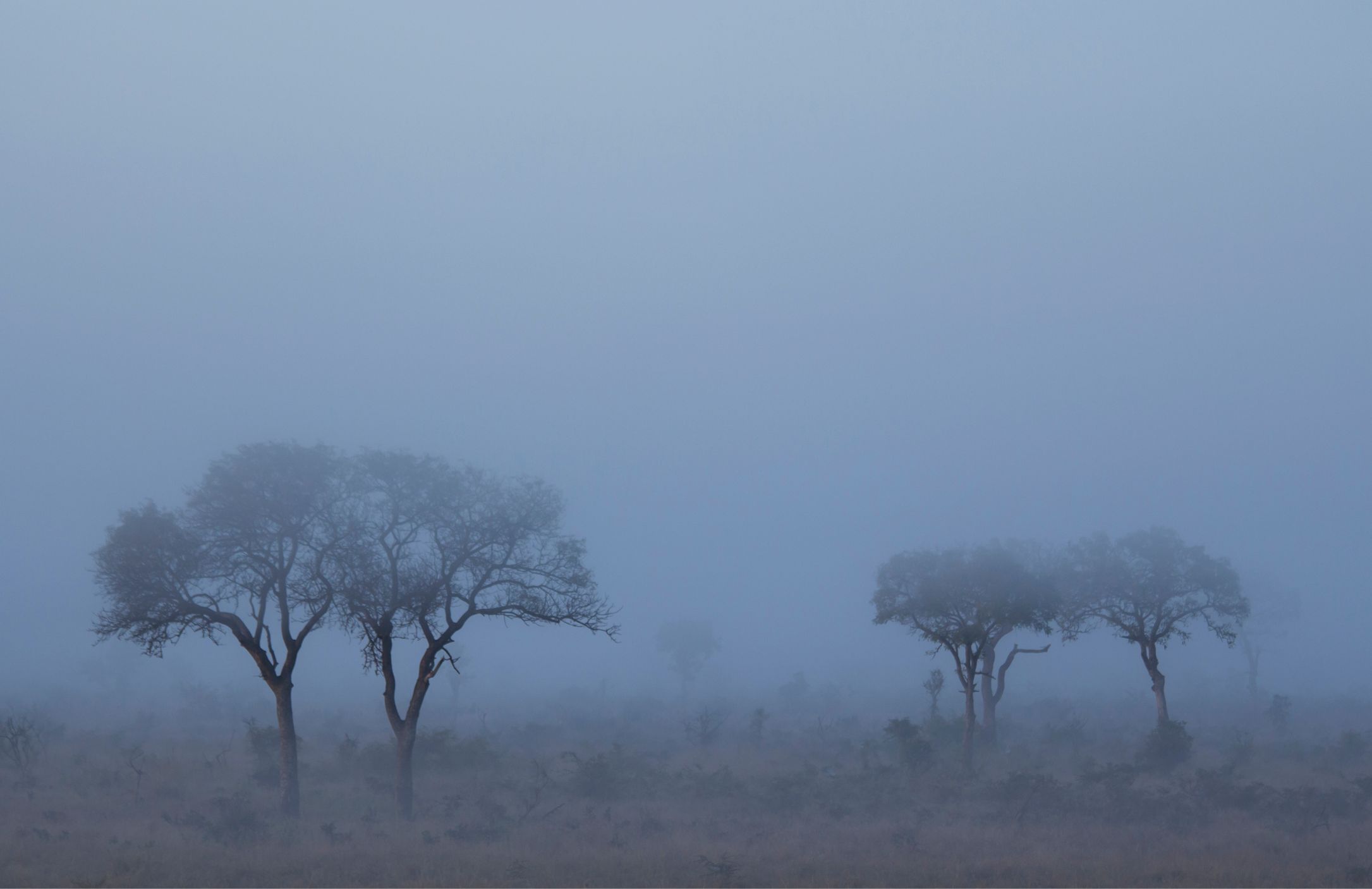 When black swans turn into gray rhinos