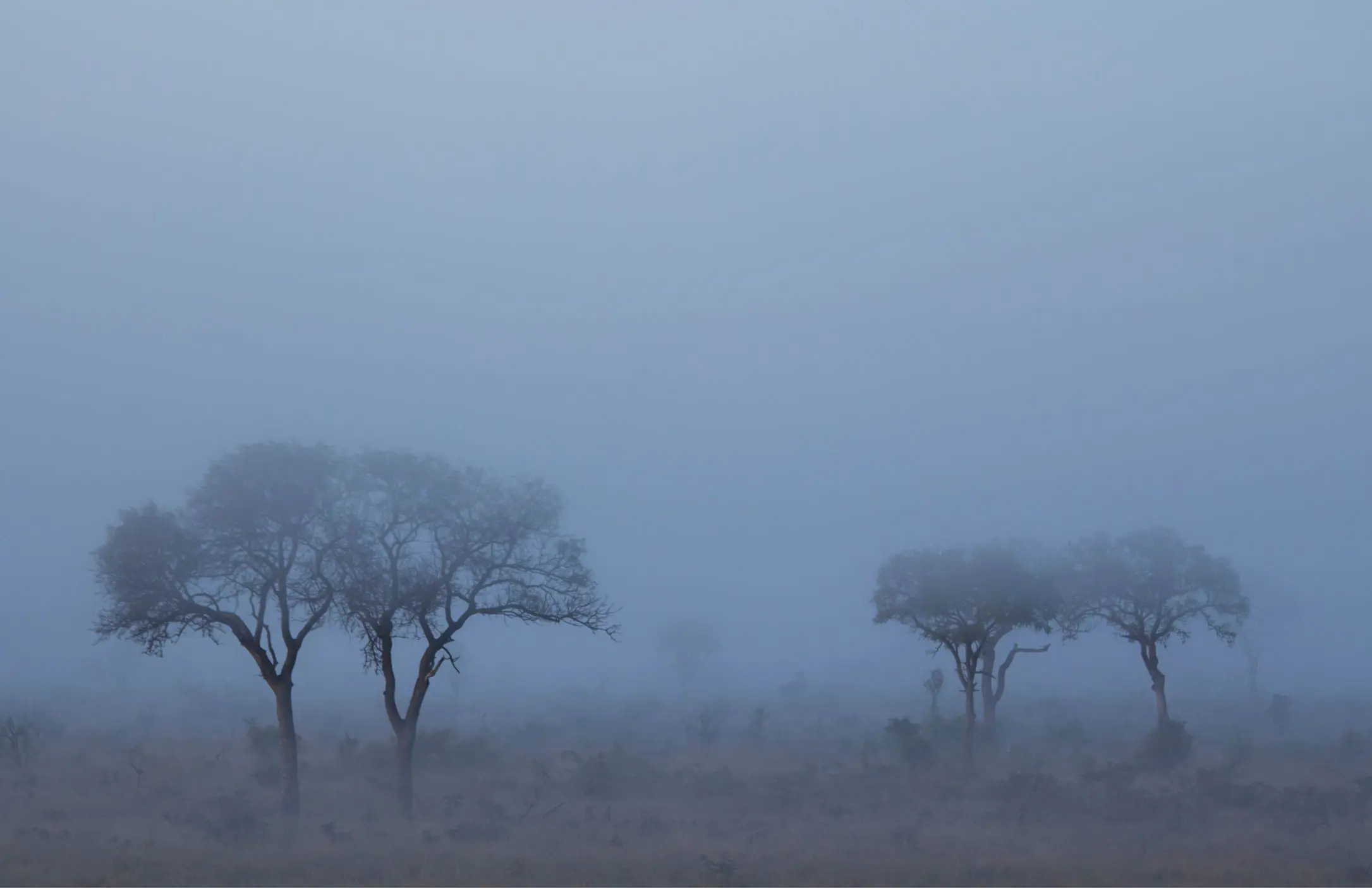 Eerie Mist Savannah 1930 X 1250