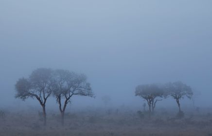 When black swans turn into gray rhinos