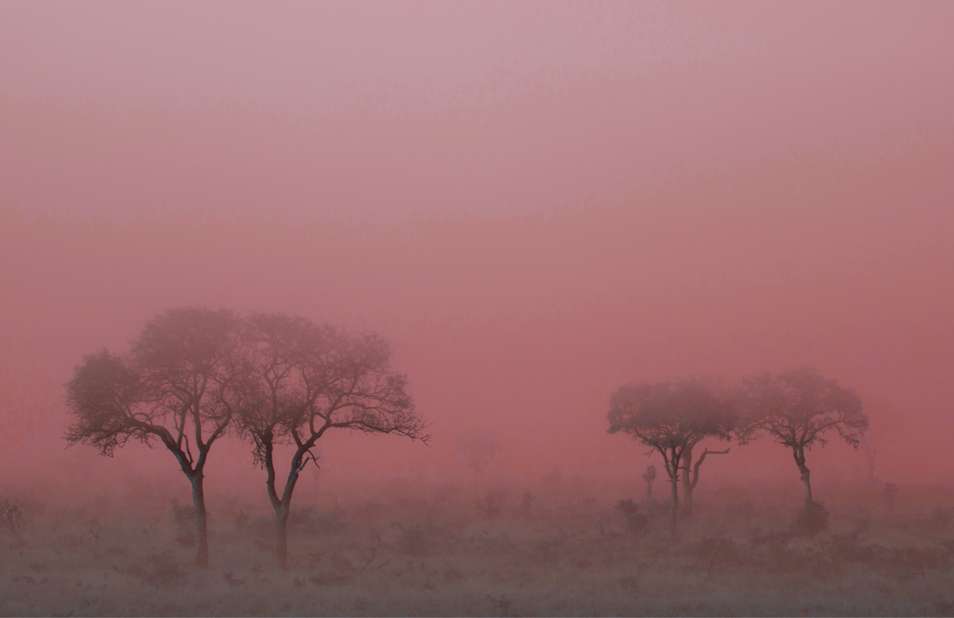 Eerie Mist Savannah Dark Red 1930 X 1250