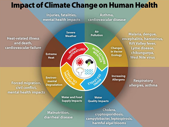 An illustration of the most significant climate change impacts (rising temperatures, more extreme weather, rising sea levels, and increasing carbon dioxide levels), their effect on exposures, and health outcomes that can result from these changes in exposures.