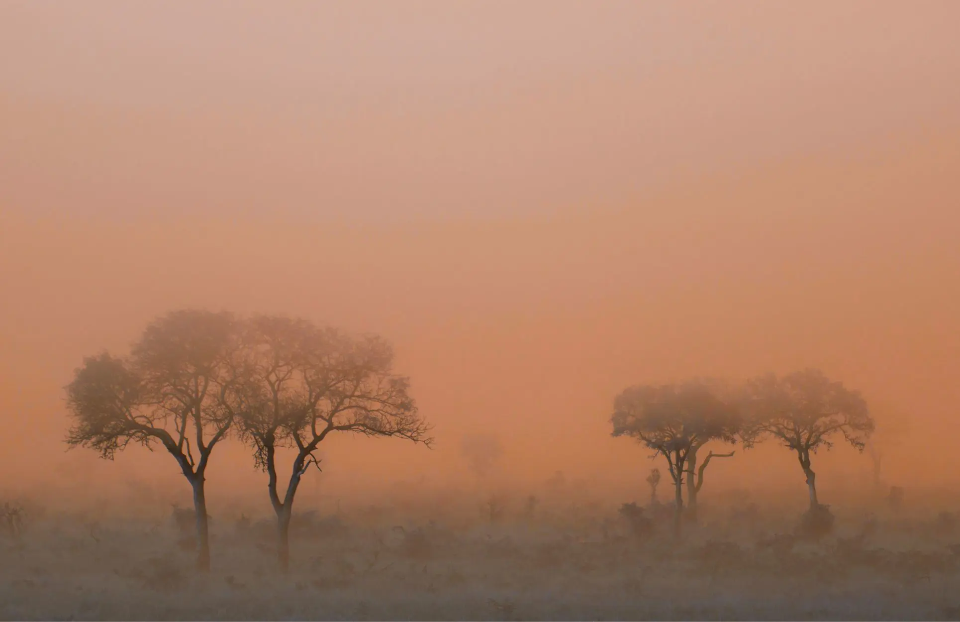 Eerie Mist Savannah Orange 1930 X 1250