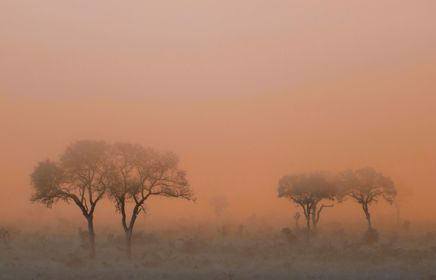 When black swans turn into gray rhinos: part 4